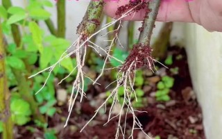 秋季月季花如何扦插？