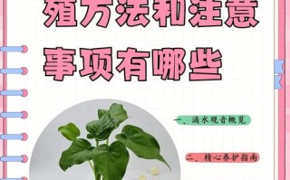 水培滴水观音怎么养才好？