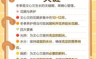文心兰冬天怎么养才安全？