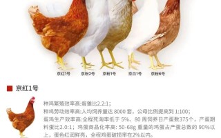哪种蛋鸡品种产蛋量最高？