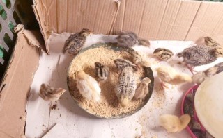 新品种鹌鹑如何培育成功？