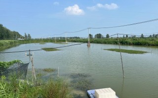 昆山螃蟹水产养殖鱼塘如何高效管理？