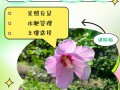 木槿花冬天室内怎么养才好？