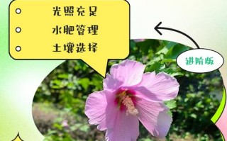 木槿花冬天室内怎么养才好？
