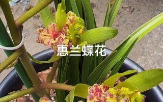 兰花蕙兰哪些品种更值得养？