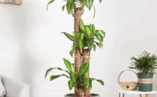 关于巴西木的种植方法