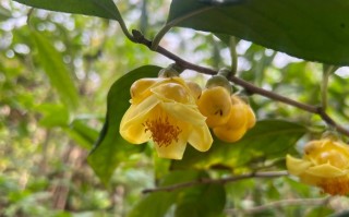 金花茶树有哪些优良品种推荐？