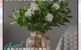 水培桅子花怎么养？关键技巧有哪些？
