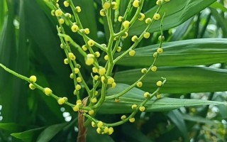 凤尾竹开花后怎么处理？