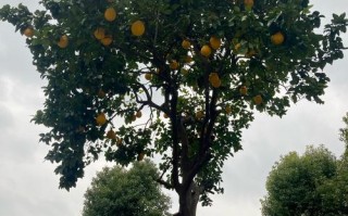 什么品种的柚子树高大？