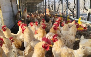 冬天养鸡有哪些关键技术要点？