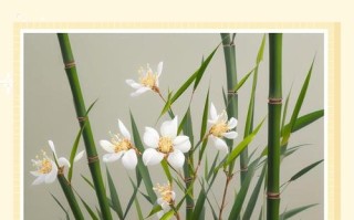 竹子究竟有多少品种？