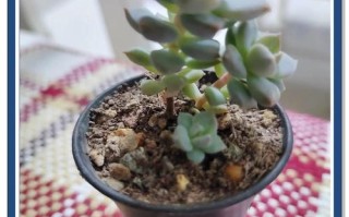 白牡丹品种到底有多少种？