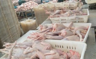 淘汰白色蛋鸡是什么品种？