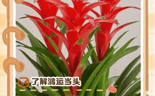 鸿运当头开花后如何移植？