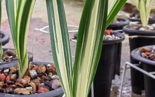 顶级白墨品种有哪些？