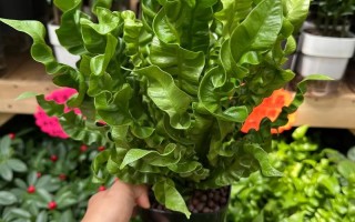 鸟巢蕨怎么养才能长得好？