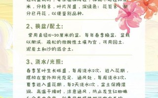 扶桑怎么养才开花？养护要注意啥？