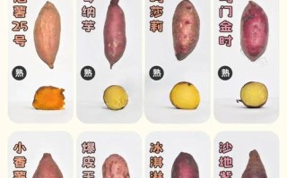 甘薯普薯32有何特点与优势？