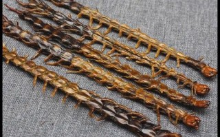 蜈蚣价格多少钱