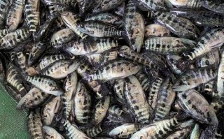 石斑鱼幼苗饵料怎么洗才干净？