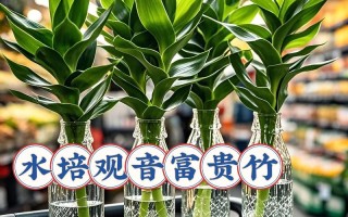 客厅养富贵竹哪个品种好