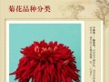 广瓣菊花瓣型有哪些典型特征？