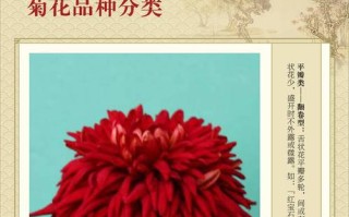 广瓣菊花瓣型有哪些典型特征？