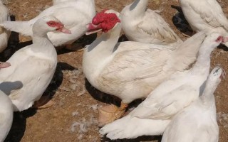 洋鸭喂什么饲料