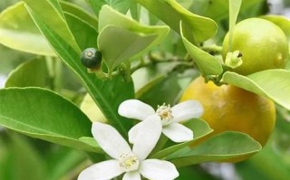 花叶子橙子树是哪个品种？