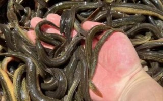 绍兴泥鳅养殖有何特色与优势？