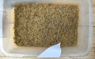 野生蝎子窝如何制作？