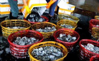 厦门水产主要养殖哪些品种？