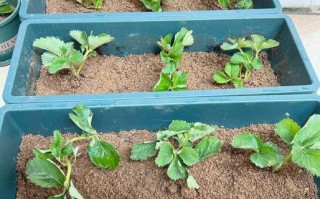 草莓种植有哪些关键方法？