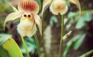 猴面小龙兰怎么繁殖？