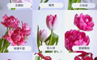 郁金香最稀有品种是哪种？