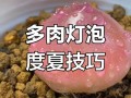 多肉灯泡养护方法有哪些