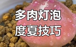 多肉灯泡养护方法有哪些