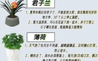 植物养护关键有哪些？注意事项别忽略！