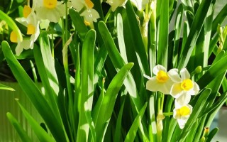 水仙花有哪些常见品种？