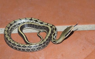 黑眉锦蛇人工养殖该怎么做？