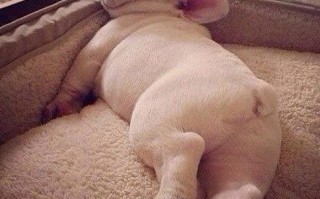 哪种猪最嗜睡？