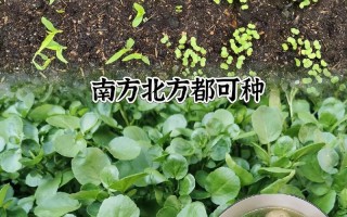 西洋菜种子怎么种才发芽快？