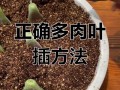 大叶多肉繁殖方法有哪些？