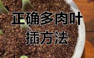 大叶多肉繁殖方法有哪些？