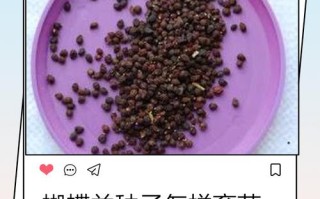 蝴蝶兰怎么正确发芽？