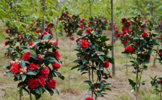 山茶花耐寒品种有哪些？