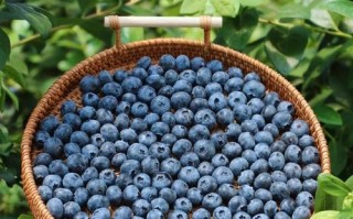 CCTⅦ农广天地，哪种蓝莓品种最值得种？