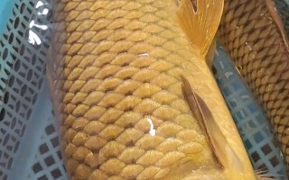 湖北黄石鲤鱼批发价多少钱一斤？