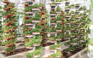 种植业应以什么品种为核心？